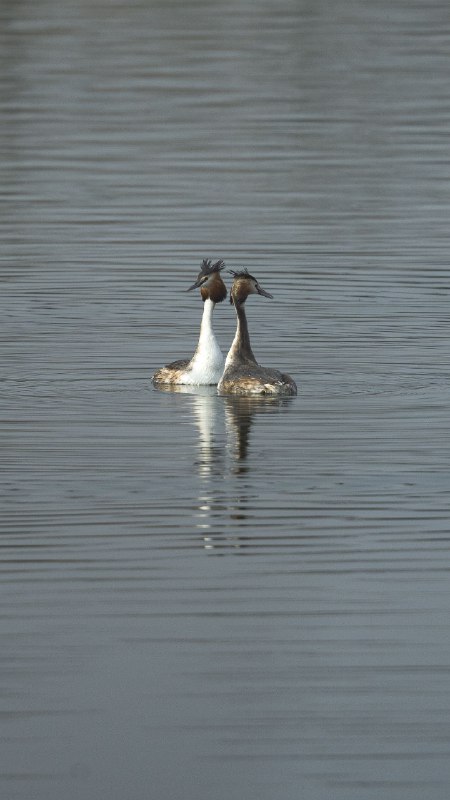 与恐龙同一时期存在的家伙今天看到这样条新闻：“《自然》杂志近期刊载了一项新的研究，述了一件南极白垩纪晚期维加鸟的完整头骨化石