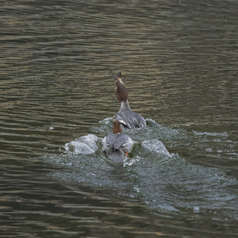 与恐龙同一时期存在的家伙今天看到这样条新闻：“《自然》杂志近期刊载了一项新的研究，述了一件南极白垩纪晚期维加鸟的完整头骨化石